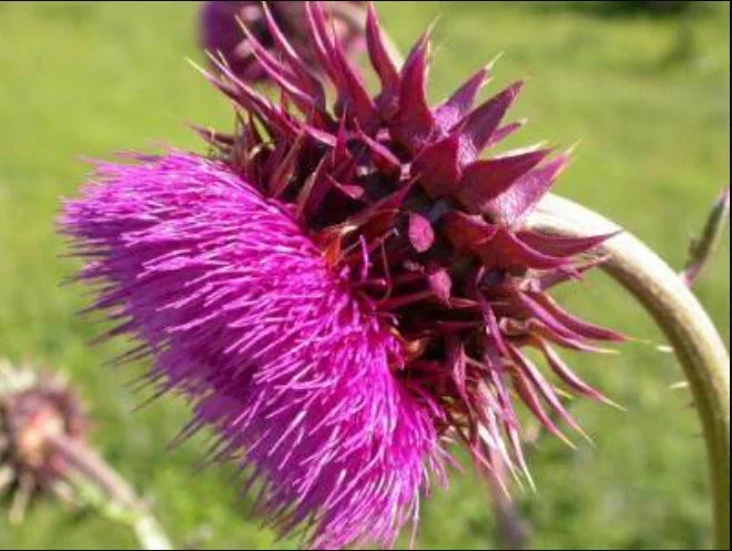 Musk Thistle Seeds Pack of 200+ | Carduus nutans Wildflower Garden Seeds for Pollinators, Non-GMO, USA Grown