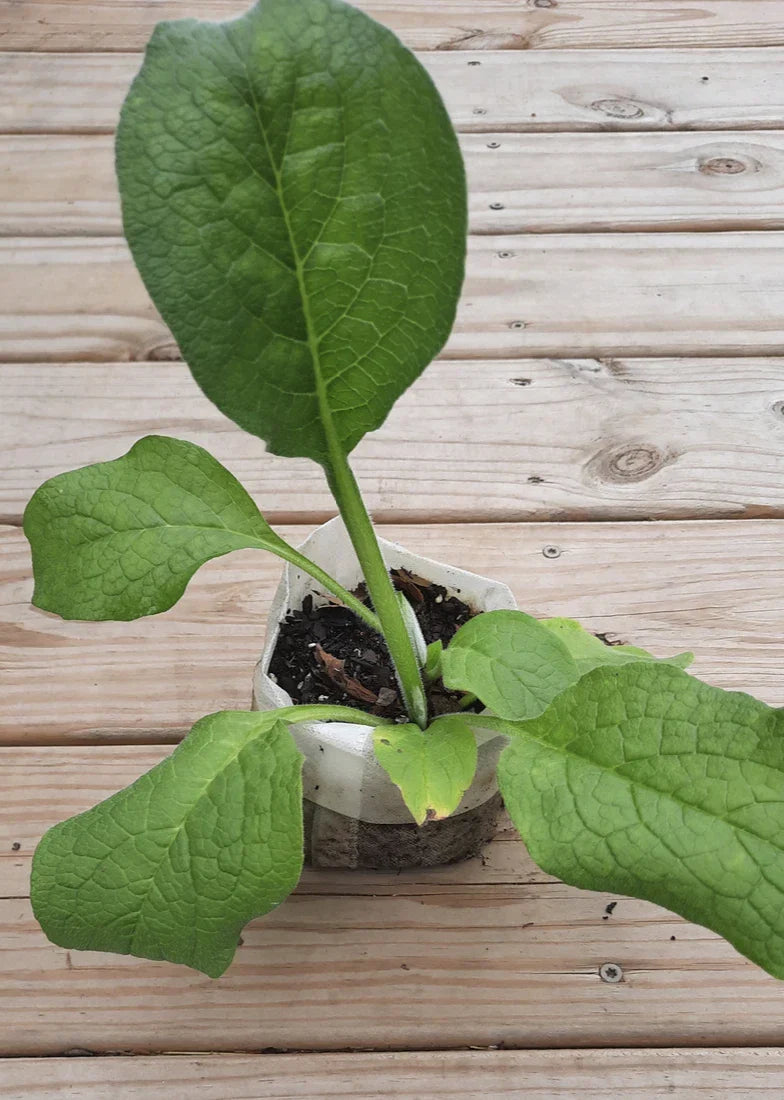 Root Cutting – Symphytum × uplandicum – Organic Heirloom Medicinal Herb Bare Root Starter for Herbal Gardening