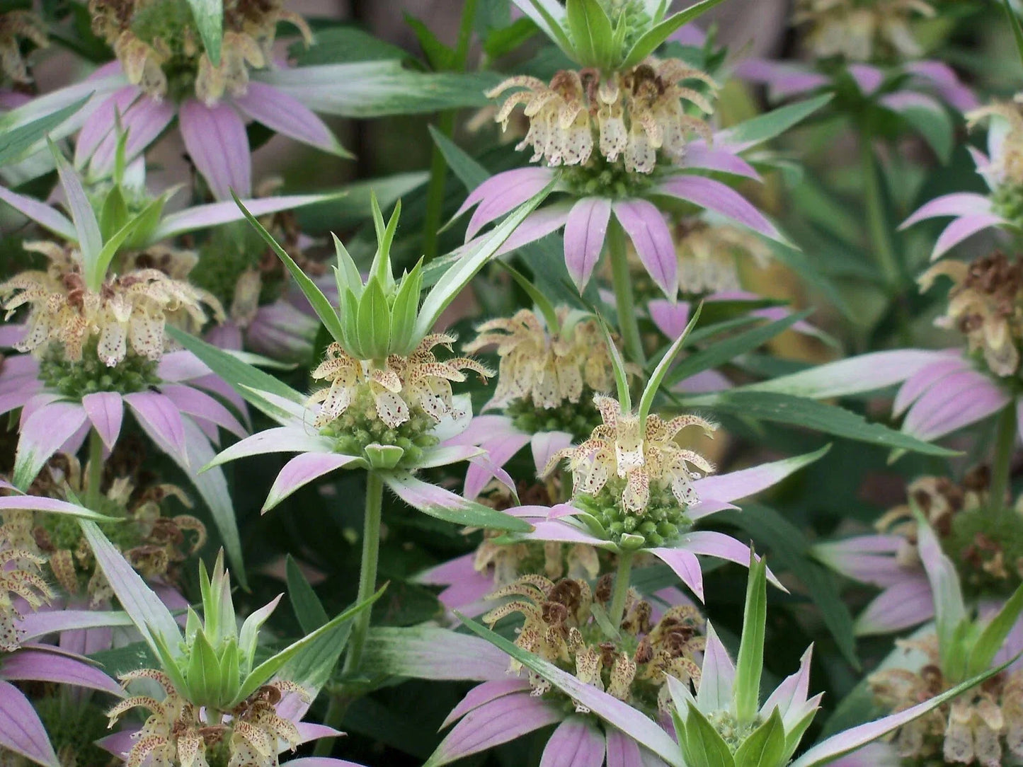 Spotted Bee Balm Live Bareroot Starter Plant – Monarda punctata, Pollinator Magnet, Drought-Tolerant Perennial Wildflower