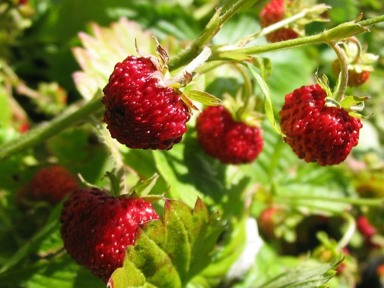 Alpine Strawberry Seeds - Pack of 100+ Fragaria Vesca - Fast Growing, Non-GMO, Home Garden, Pollinator Friendly