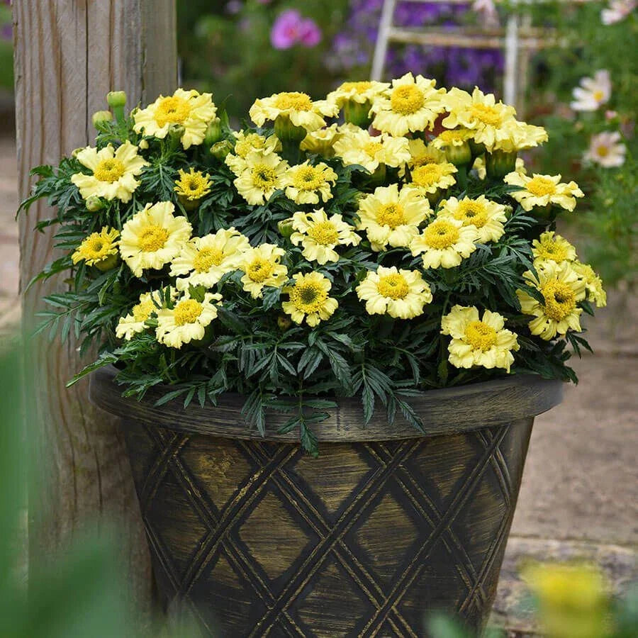 Daisy Wheel Lemon Marigold Seeds - 25+ Pack, Tagetes erecta, Bright Yellow Blooms, Attracts Pollinators, Easy to Grow, USA Grown