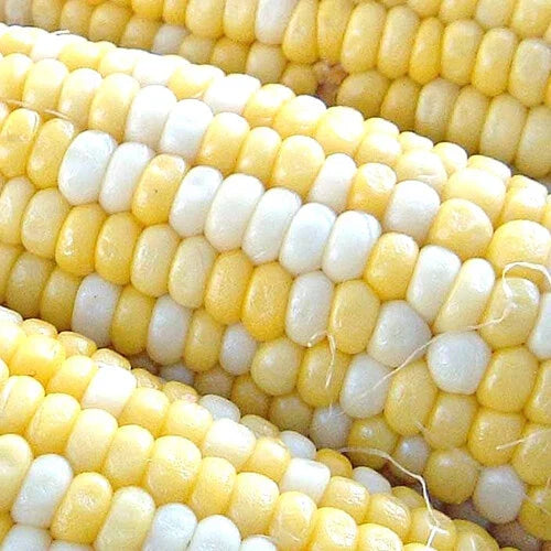 Peaches & Cream Corn Seeds | Non-GMO Hybrid Bicolor Sweet Zea mays | Garden, Canning, Freezing
