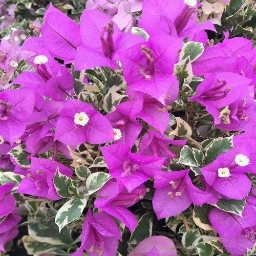 Bougainvillea Starter Plant - Blueberry Ice Variegated - Well Rooted - Bougainvillea glabra for Garden, Patio, Container Planting