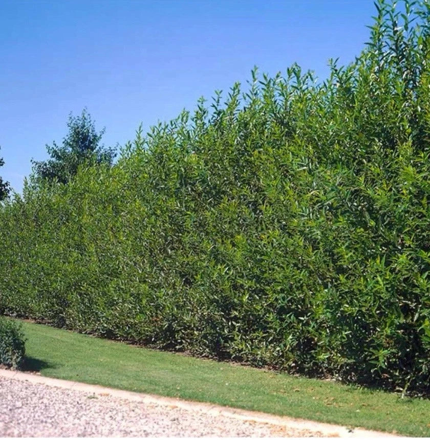 40 Fresh Cut Austree Hybrid Willow Tree Cuttings, Fast Growing Salix × sepulcralis for Landscaping and Privacy