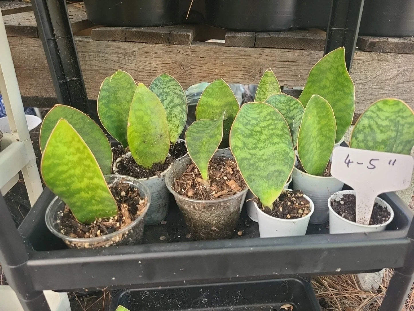 Baby Sansevieria Masoniana Whale Fin Snake Plant, 4-5" Rooted Indoor Houseplant, Air Purifying, Easy Care, Sansevieria masoniana