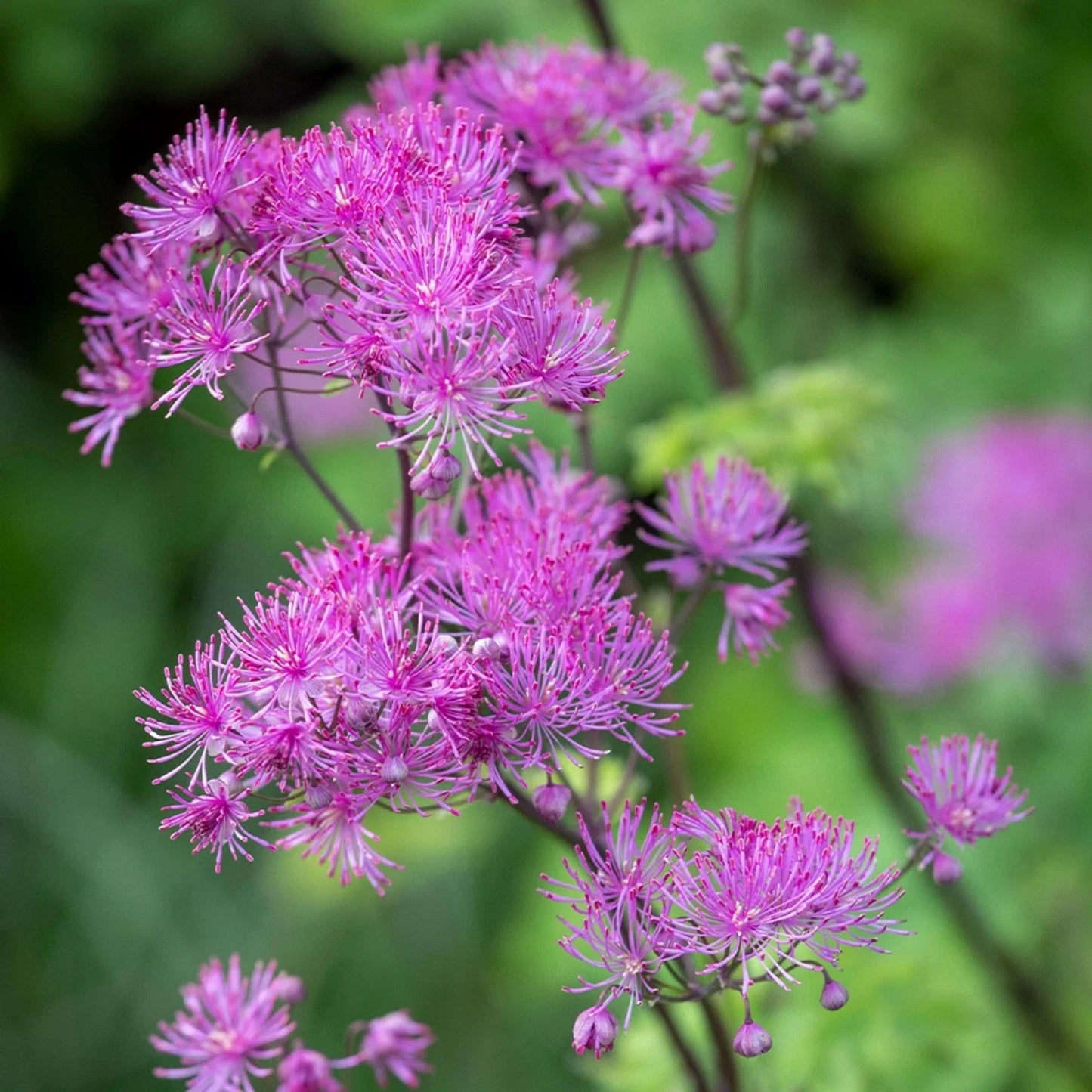Thalictrum ‘Black Stockings’ Meadow Rue Live Starter Plant Tall Purple-Flowered Shade Perennial