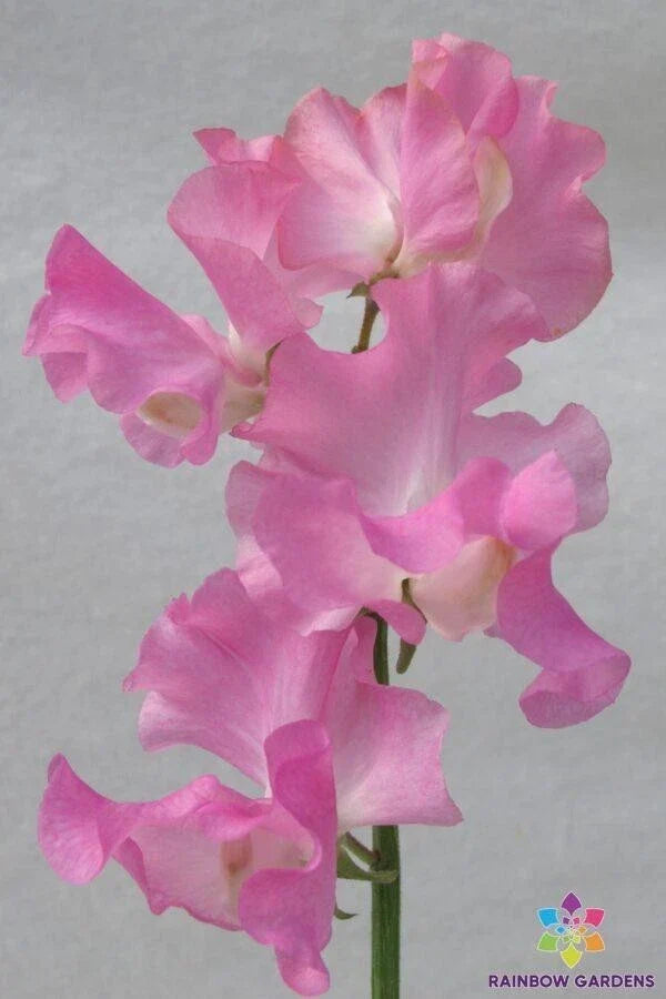 Sweet Pea Seeds - 50+ Pack - Lathyrus odoratus - Heirloom Garden Variety for Climbing, Fragrant Flowers, Full Sun to Partial Shade