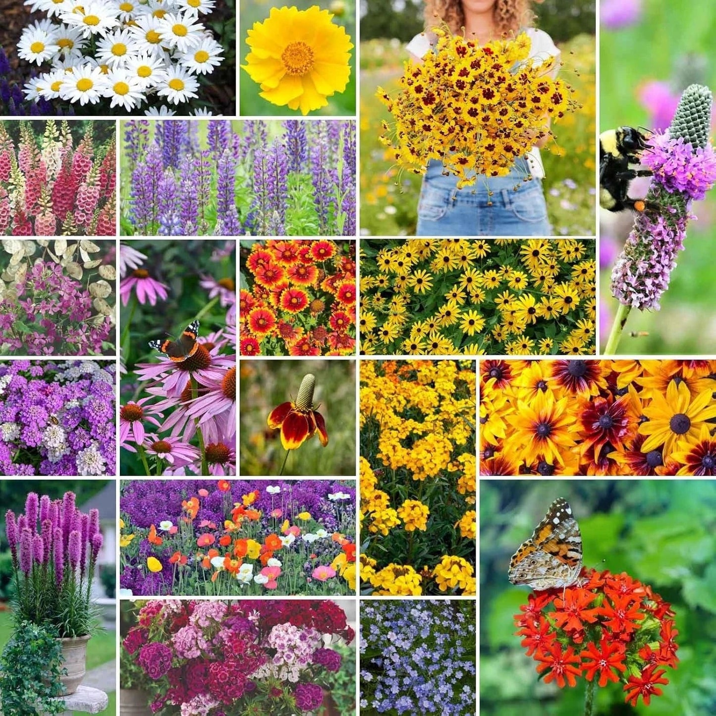 All Perennial Wildflower Seeds 5 lb Non-GMO Native Mix for Garden, Landscape, Pollinators - Eden Brothers