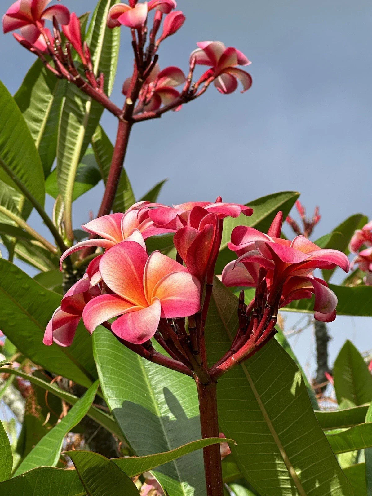 Pink Plumeria Cutting - 10-inch Fresh Starter - Frangipani - Single Head for Garden or Potting