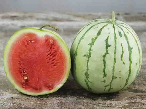 Dixie Queen Watermelon Seeds - Heirloom Citrullus lanatus, Large Juicy Fruit, Non-GMO, Full Sun, Pack of 20 Seeds