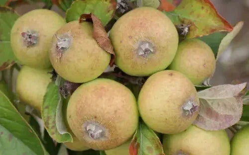Medaille d'Or Apple Seeds - 25+ Count - Malus domestica - Non-GMO Heirloom for Home Gardening