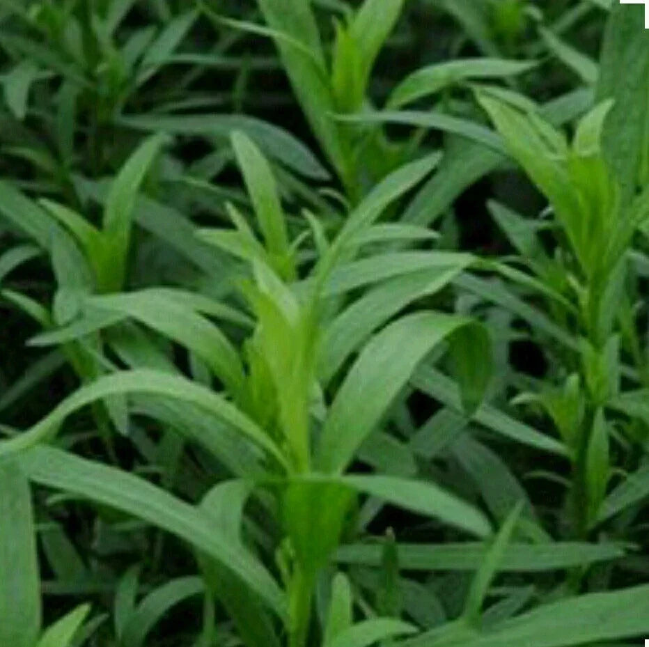Tarragon Herb Seeds - Organic Non-GMO Open Pollinated - Artemisia dracunculus - Culinary Herb for Indoor & Outdoor Gardening