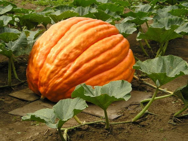 Giant F1 Pumpkin Seeds - Grower's Cucurbita pepo for Large Pumpkins, Carving & Fall Decor - 10 Seeds Packet