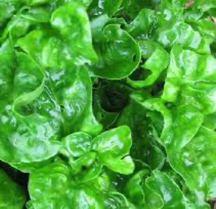 Brazilian Spinach Cuttings - 4-5 Inch Organic Edible Samba Lettuce & Sissoo Spinach, Healthy Fresh Plant Starts
