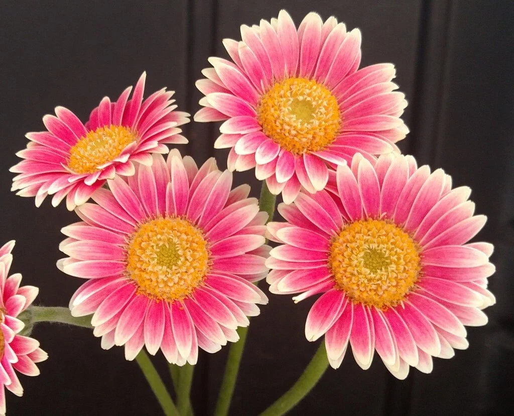 Gerbera Daisy Seeds - 200+ Pink & White Varieties for Garden, Border, Container, Cutting - Gerbera jamesonii