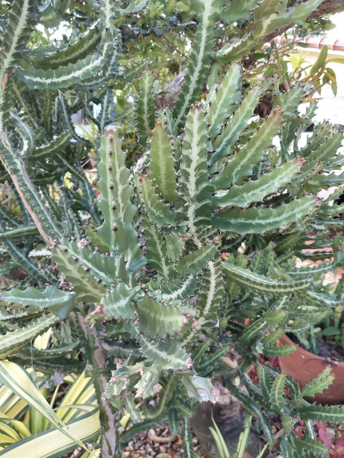Large Rooted Euphorbia Lactea Candelabra Milk Stripe Cactus Plant - Unique Decorative Succulent for Home & Office