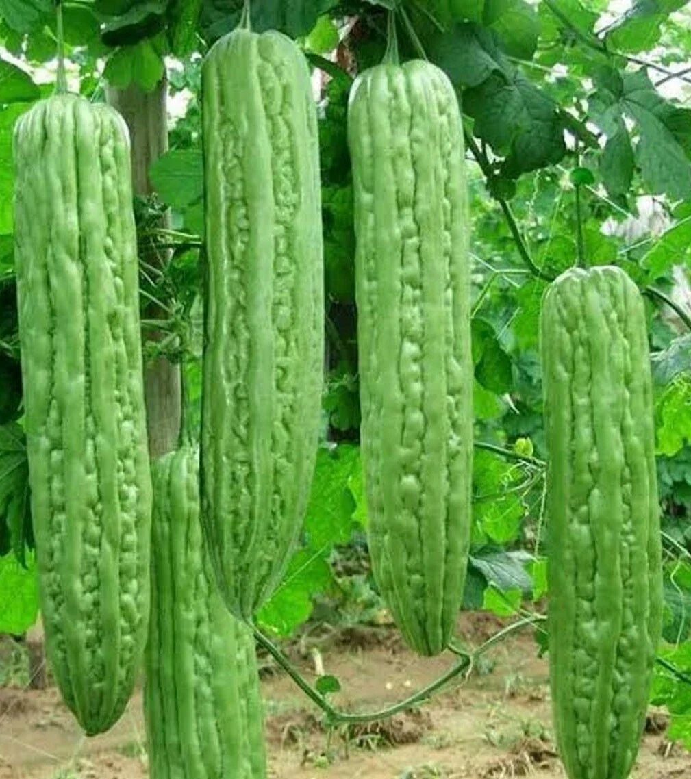 Bitter Gourd Seeds – Pack of 10+ Long Green Skin Momordica charantia Asian Vegetable, Heirloom, Non-GMO, for Home Gardening