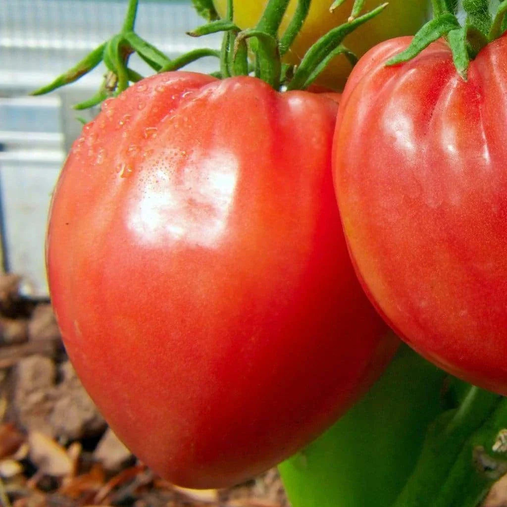 Pink Oxheart Tomato Seeds – Non-GMO Heirloom, Large Heart-Shaped, Solanum lycopersicum