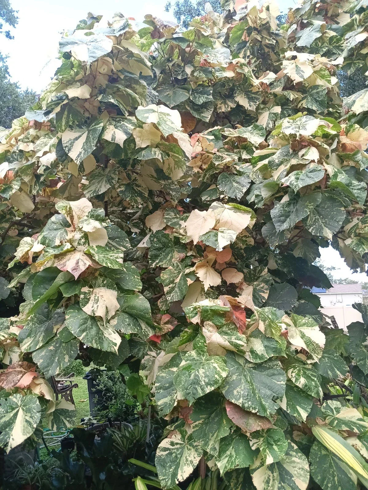 Variegated Mahoe Hibiscus Tree Plant Rooted Cutting Hibiscus tiliaceus Tropical Garden Decor