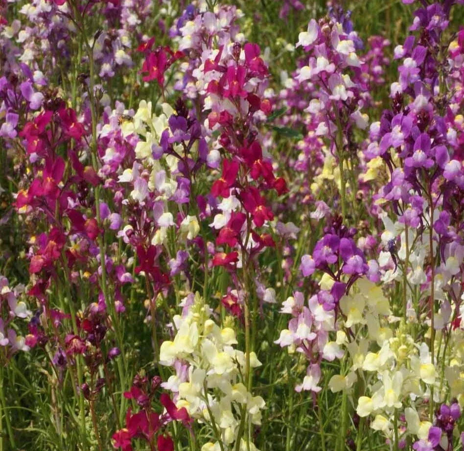 Snapdragon Seeds Tall Mix – Over 10,000 Antirrhinum majus Annual Seeds for Vibrant Garden Borders & Cut Flowers