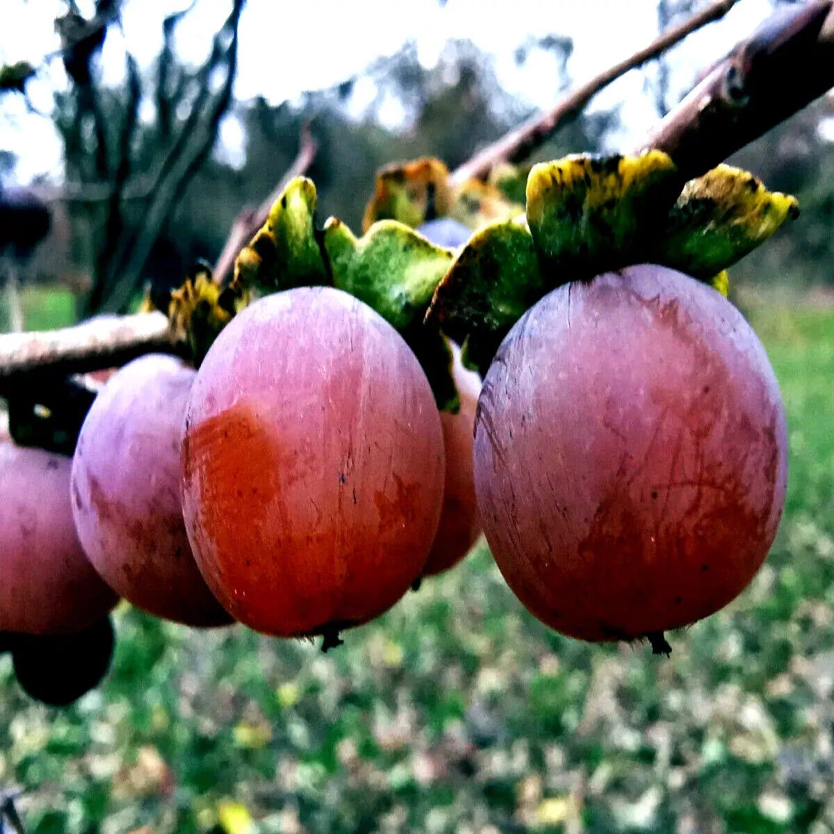 Date Plum Seeds - Mediterranean Persimmon Diospyros Lotus Fruit Tree for Home Garden, Drought-Resistant, Easy to Grow