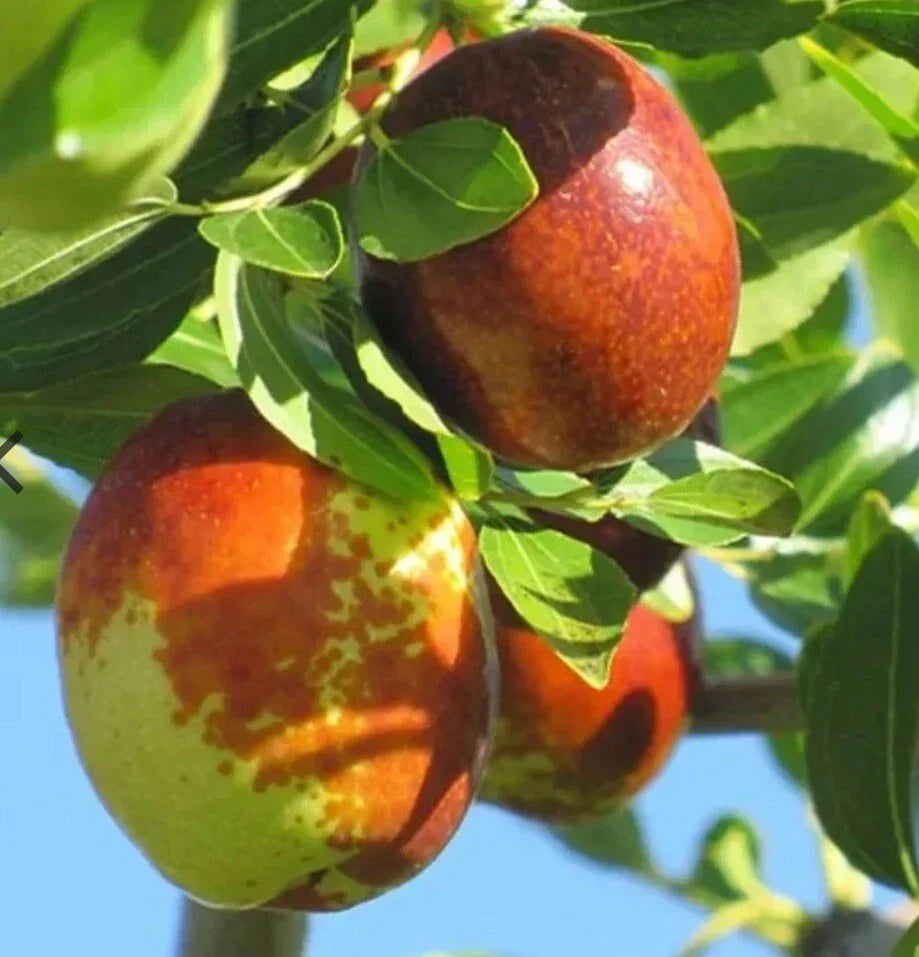 Sugar Cane Jujube Tree Bare Root 4-5 Feet Ziziphus jujuba Fruit-Bearing Deciduous Plant