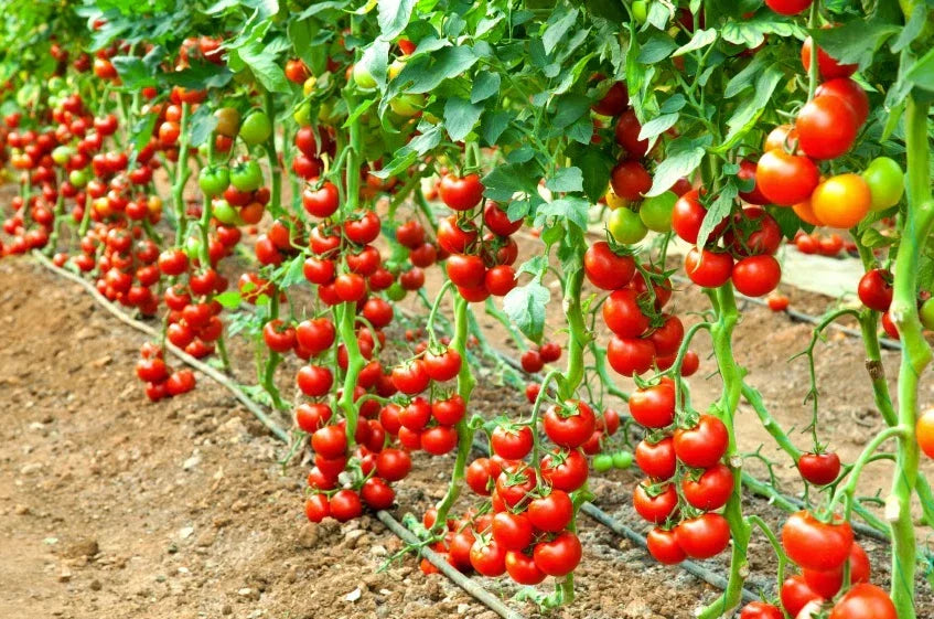 Early Cascade Tomato Seeds - Heirloom Organic Non-GMO, Compact, Bright Red, Solanum lycopersicum, Perfect for Home Garden