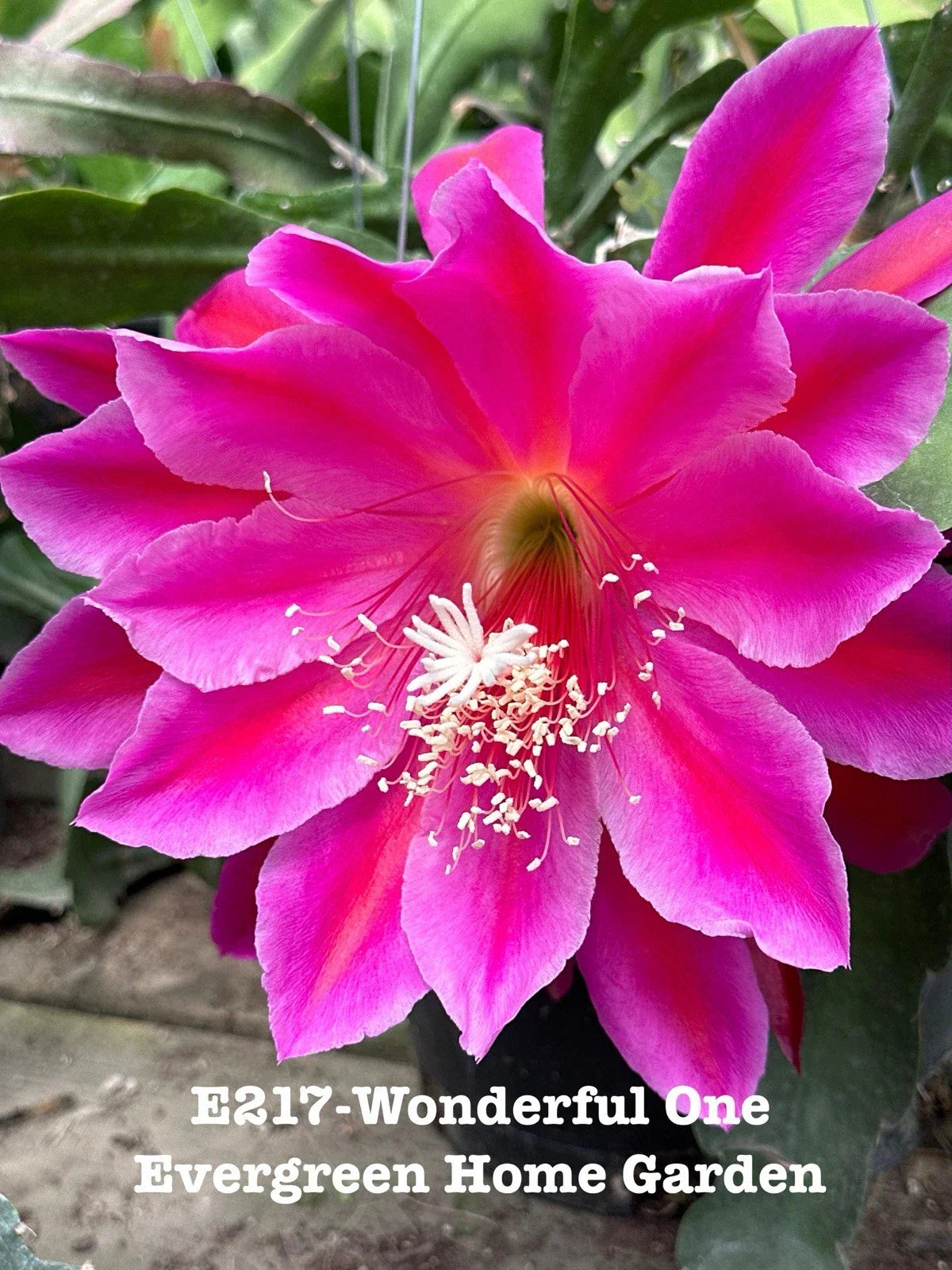 Epiphyllum Orchid Cactus Plant in 4-Inch Pot | Fragrant White Flowers | Indoor Succulent | Epiphyllum oxypetalum
