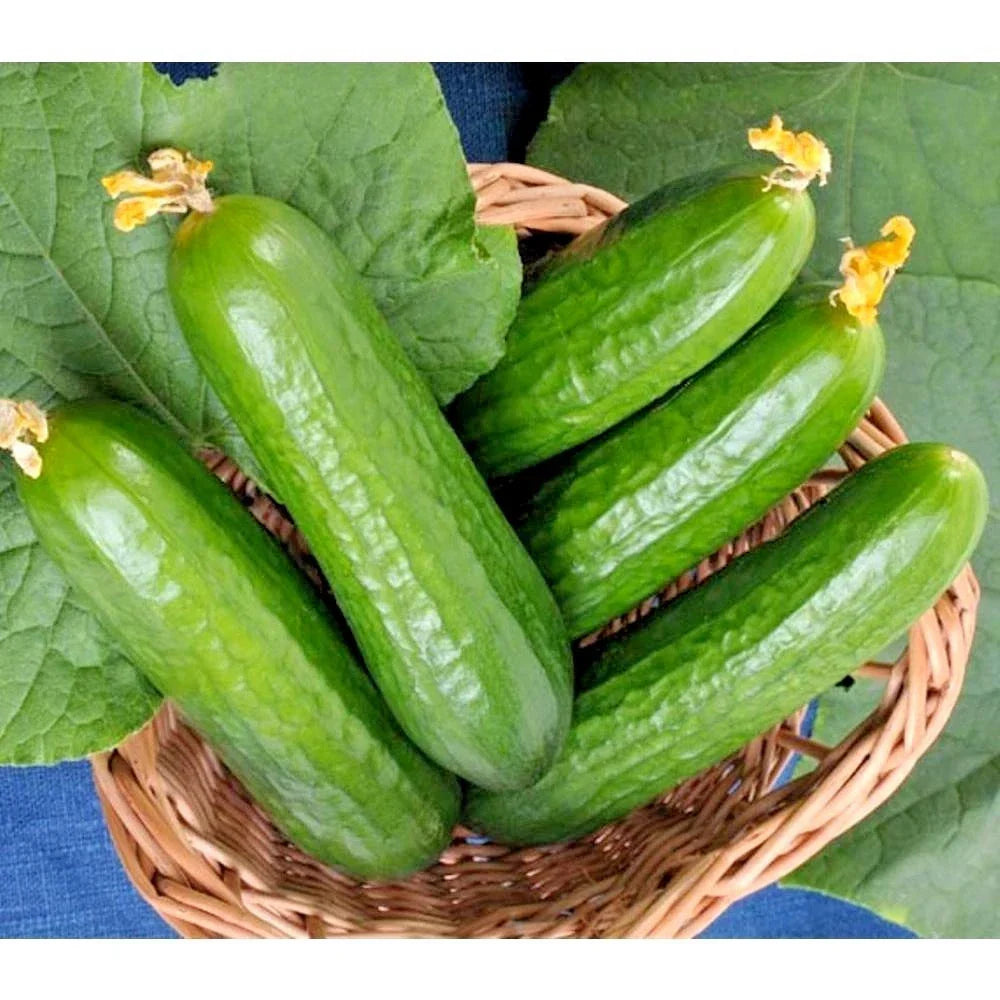 Wisconsin SMR 58 Cucumber Seeds - Non-Hybrid, Vining, Salad & Pickling, Cucumis sativus, 31+ Seeds for Garden & Container