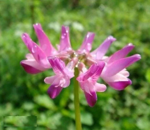 Chinese Milkvetch Seeds 50 Pack | Astragalus sinicus Perennial Herb for Erosion Control & Soil Improvement