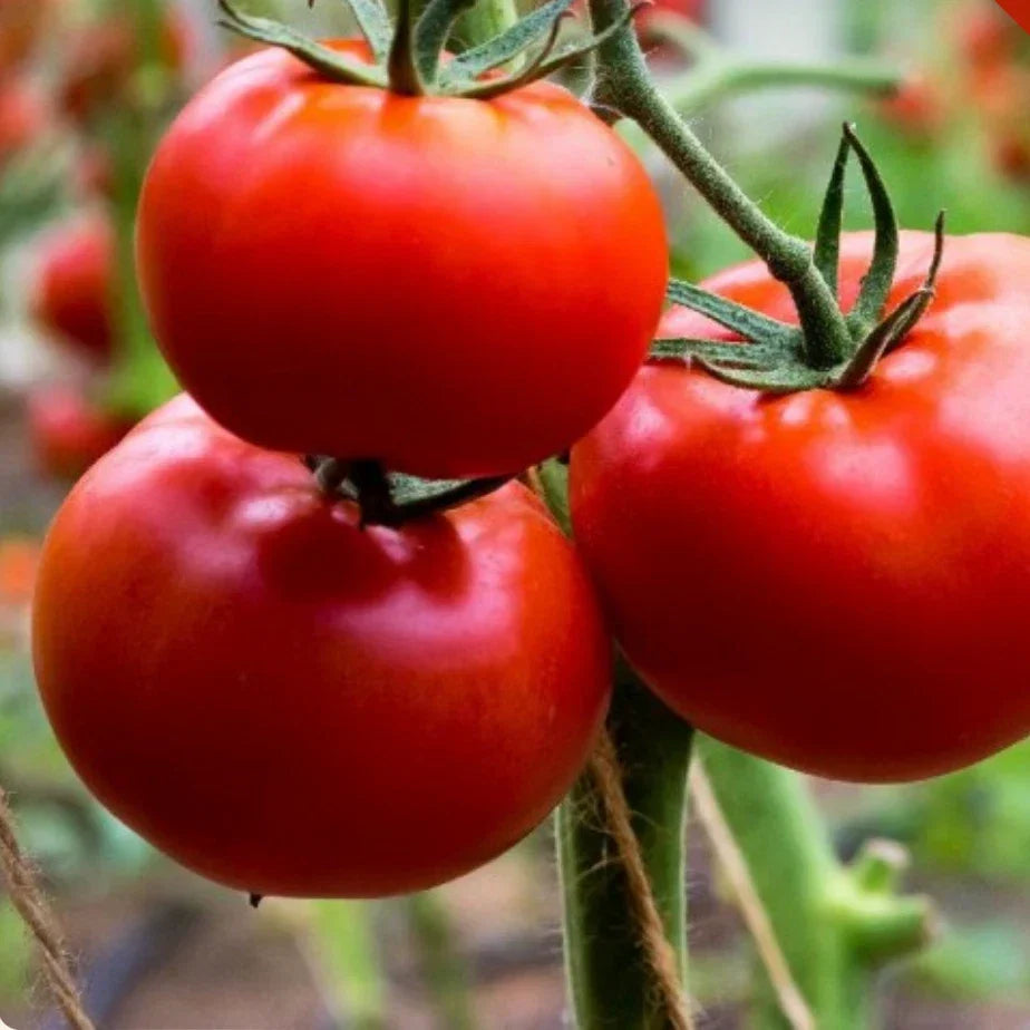 200 Ace 55 Tomato Seeds Heirloom Non-GMO Solanum lycopersicum for Home Garden, Canning & Fresh Eating
