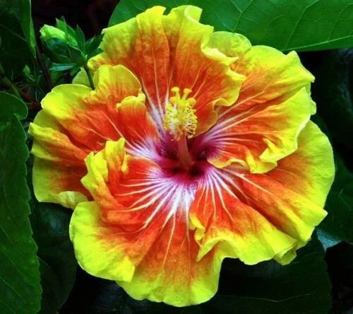 Rooted Tropical Hibiscus Plant - Tahitian Sunset Splendor - Hibiscus rosa-sinensis - Bare Root Perennial for Garden or Indoor