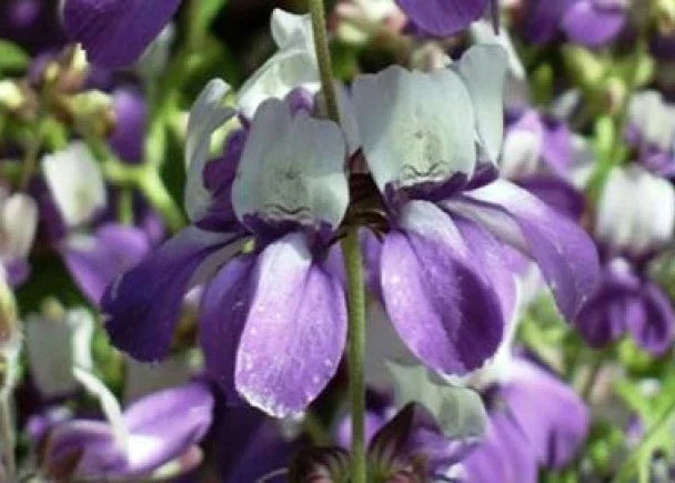 Chinese House Flower Seeds - 100 Purple Flower Seeds for Indoor & Outdoor Gardening - Vibrant Blooms - Non-GMO