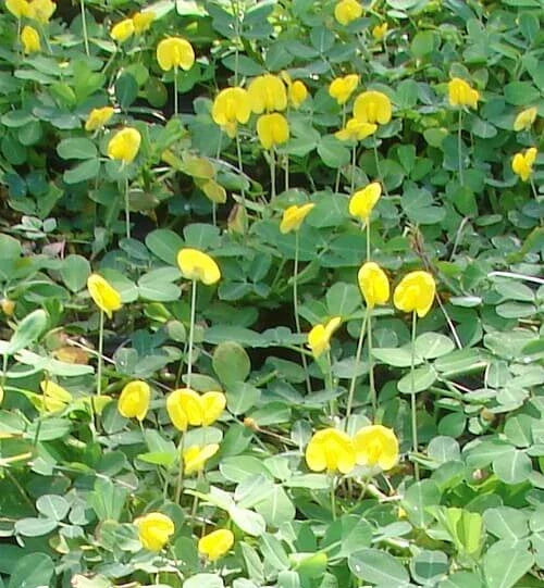 Peanut Seeds Pack of 20 - Arachis hypogaea - Easy to Grow Garden Peanuts for Home Gardening