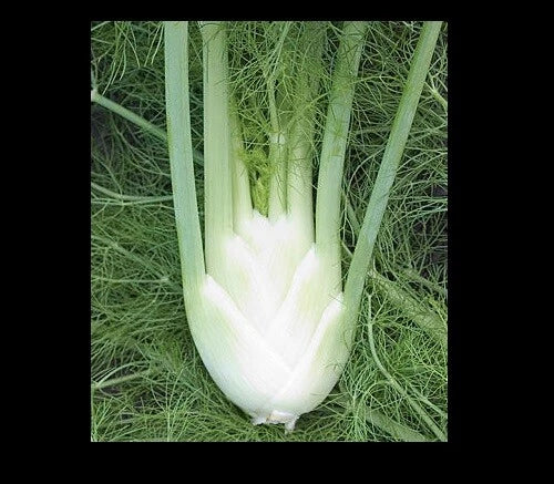 Florence Fennel Seeds - Hardy Perennial Herb with Licorice Flavor - Foeniculum vulgare var. azoricum - Culinary & Garden Use