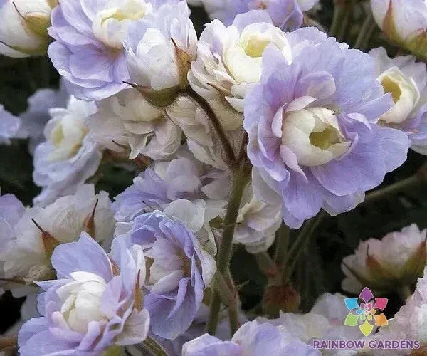 Summer Skies Geranium Seeds - Pelargonium zonale - Bright Colorful Blooms for Garden, Pots & Borders - Non-GMO, USA