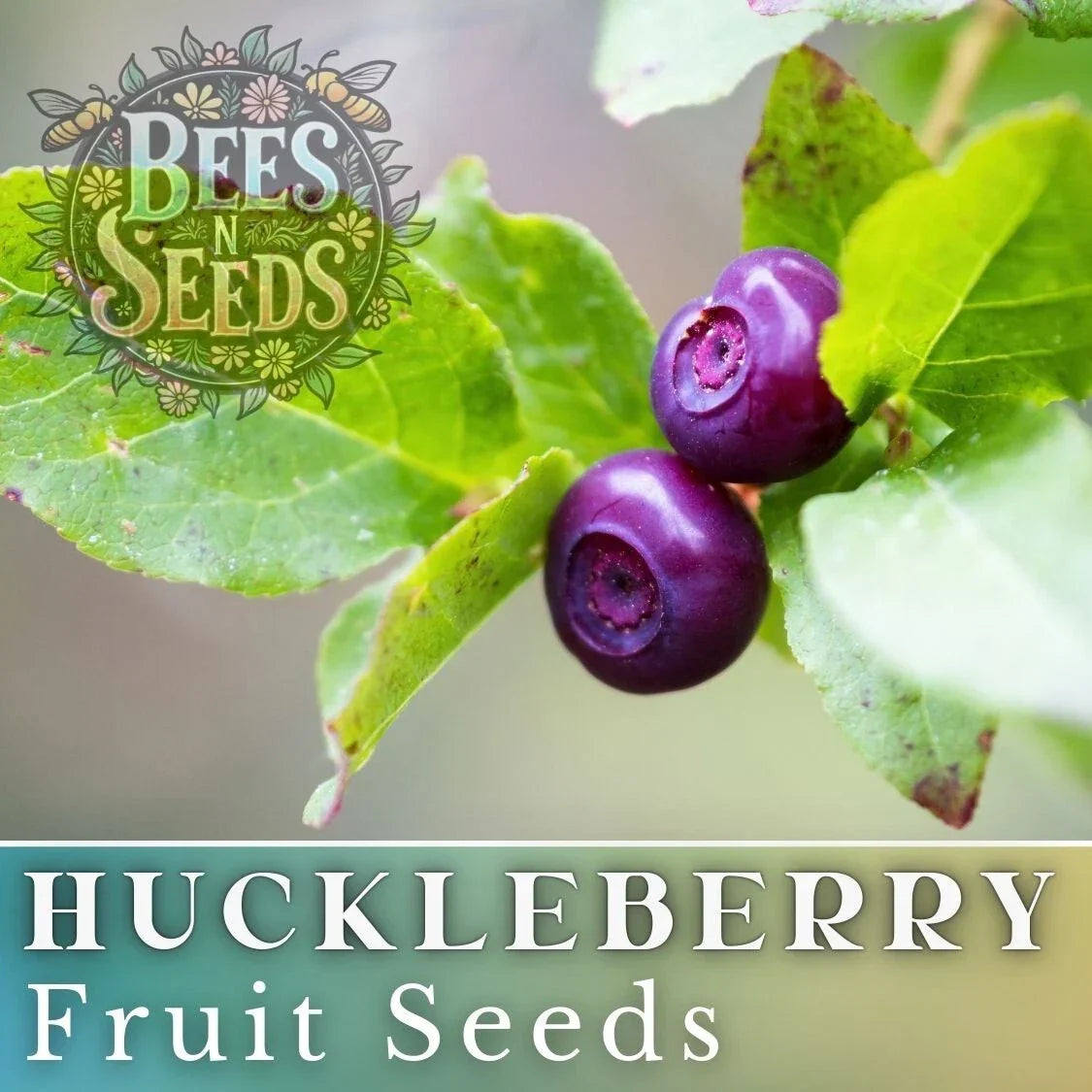 Glacier Huckleberry Seeds - Non-GMO Vaccinium membranaceum Berry Seeds for Garden, Container, or Landscape Cultivation (125/300/500 Pack)