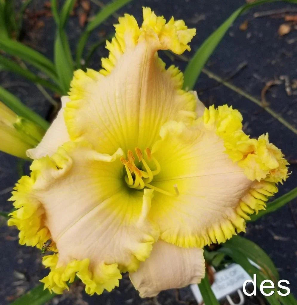 Daylily Live Plant - Full of Treasure Reblooms Fragrant Hemerocallis spp. Perennial for Garden, Border, Container