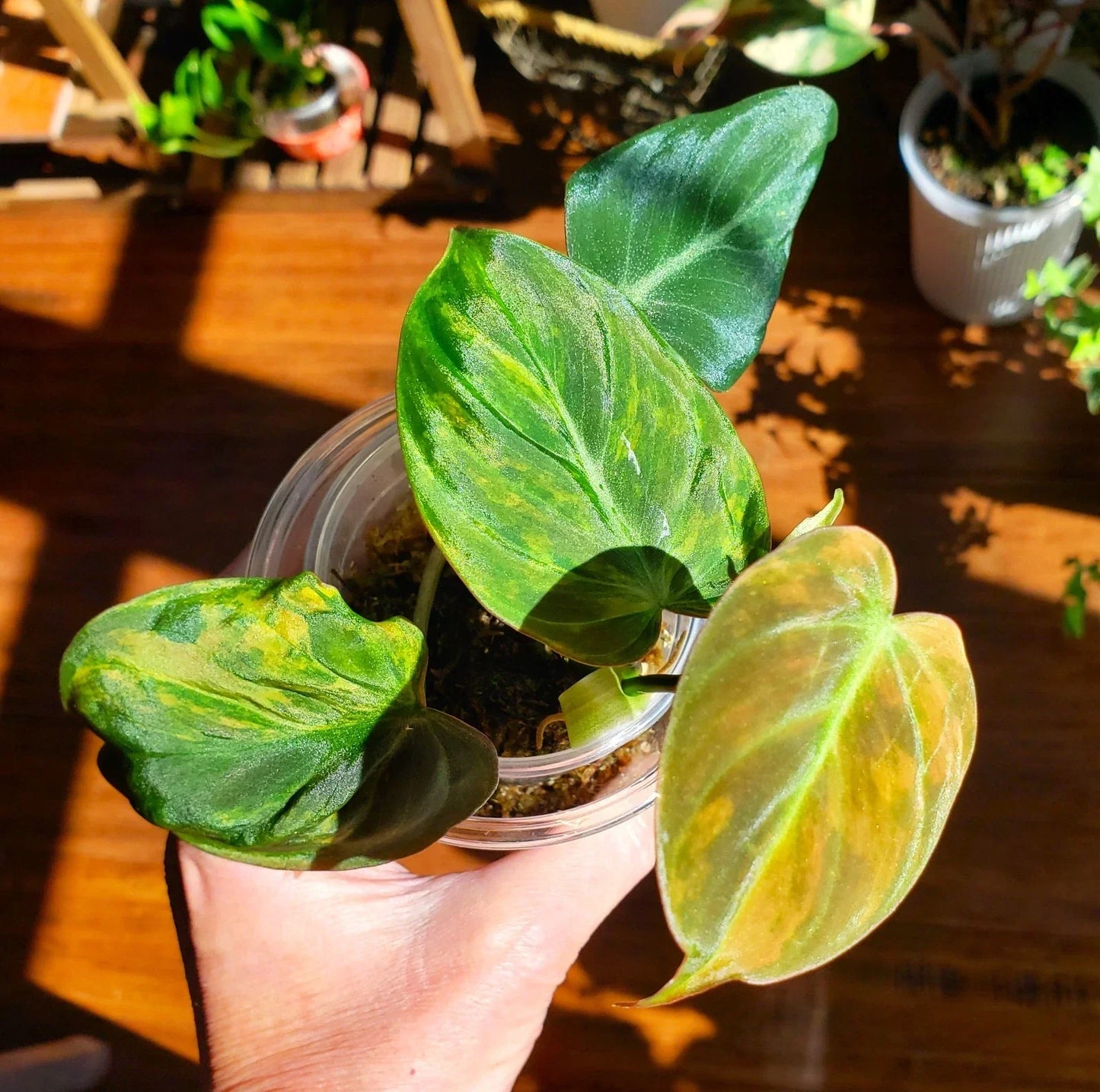 Rooted Philodendron Micans Variegated Pink Aurea Plant - Indoor Houseplant, Trailing, Easy Care, Air-Purifying, Philodendron hederaceum