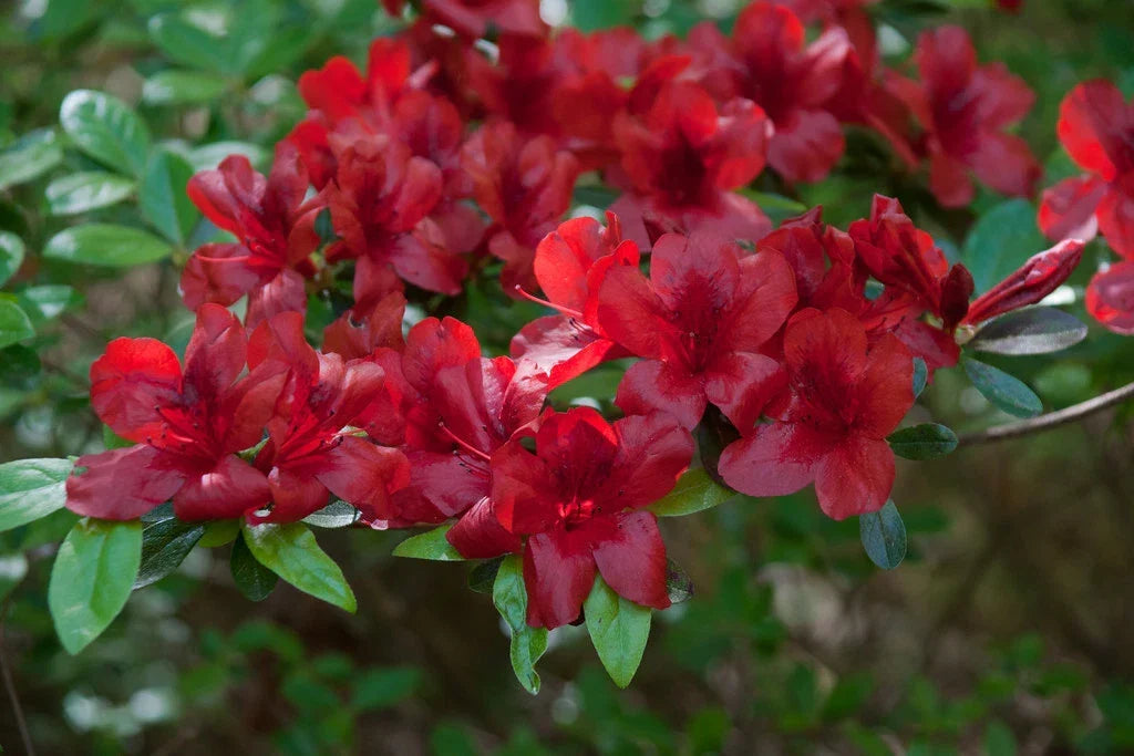 Azalea Starter Plant - Midnight Flare Rhododendron deciduous small rooted plant for garden, border, or container planting