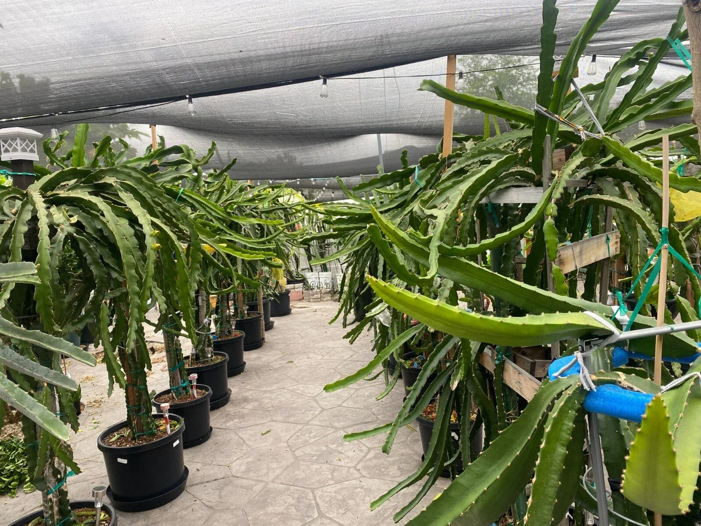 Dragon Fruit Cuttings 10-12" Multiple Varieties Hylocereus spp. Exotic Cactus Plant for Gardening