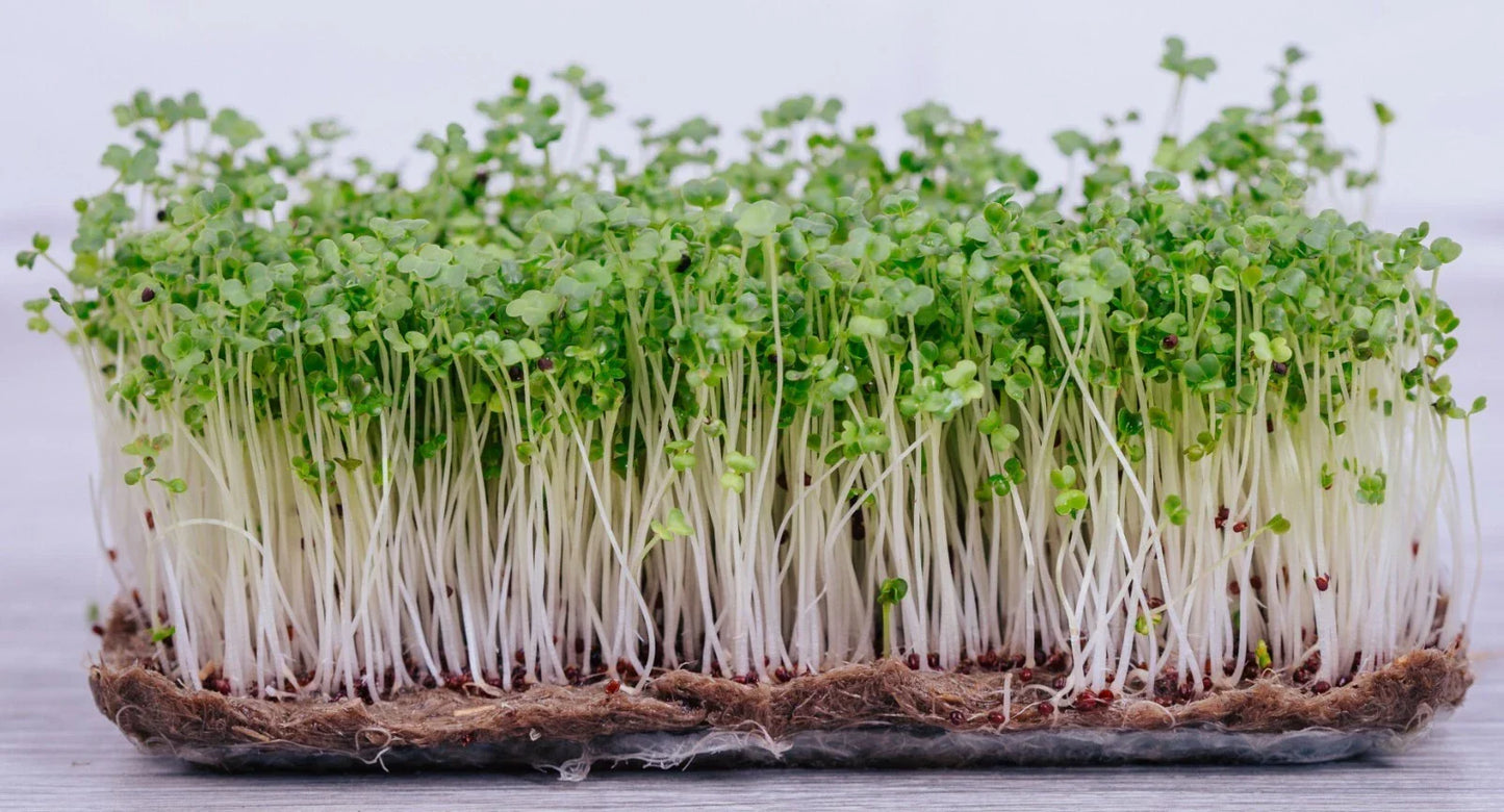 Broccoli Microgreen Seeds Bulk 9,000+ Non-GMO Brassica oleracea for Indoor Gardening, Salads, and Nutrient-Rich Microgreens