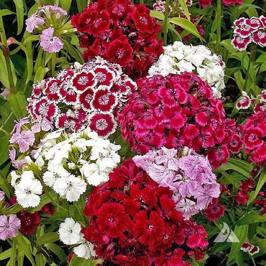 500+ Mixed Color Sweet William Pinks Seeds Dianthus Barbatus Flower Seeds for Borders & Containers, Fragrant, Easy to Grow