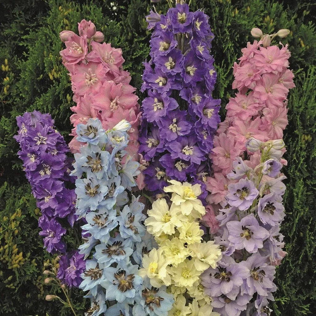 Delphinium Seeds – Millennium Star Perennial Flower Seeds – Vibrant Blue Blooms – Delphinium elatum – Garden Border, Cottage, Pollinator-Friendly