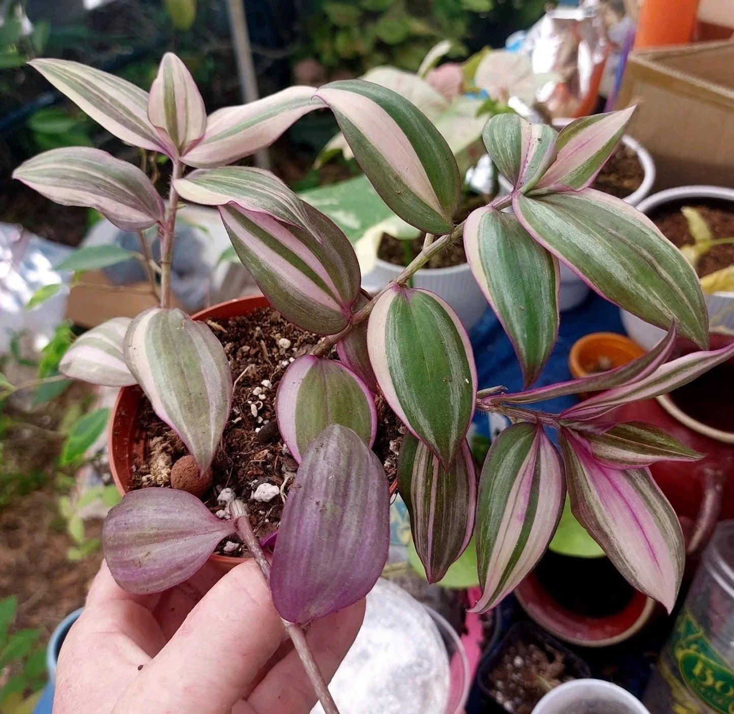 Wandering Jew Plant Cutting - Variegated White - Tradescantia zebrina variegata - Indoor Houseplant for Propagation