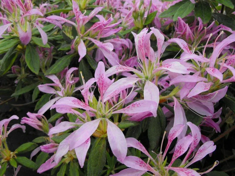 Azalea Starter Plant - Koromo Shikibu Rhododendron - Rare Deciduous Shrub for Garden, Flowering Azalea, Ornamental Plant