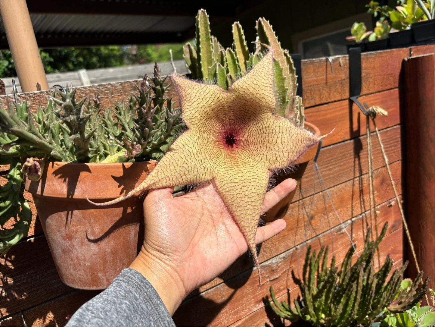 Giant Starfish Flower Plant - Live Rooted Stapelia gigantea - Unique Carrion Flower with Star-Shaped Blooms