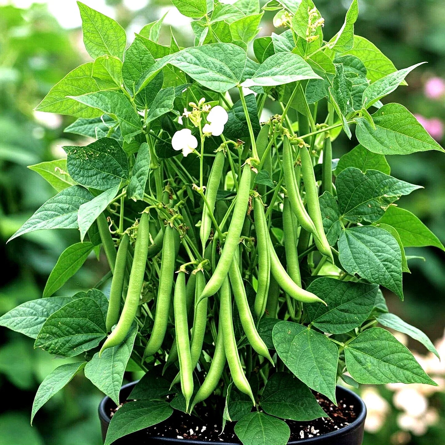 Blue Lake Green Bean Seeds - 75+ Heirloom Non-GMO Phaseolus vulgaris Seed Packet for Home Garden & Container Planting