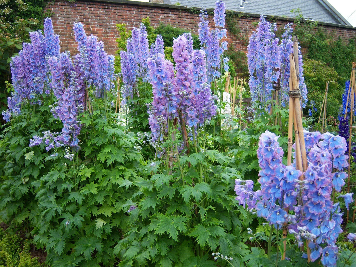 Delphinium Plant 3-Inch Starter | Pacific Giant Series Summer Skies | Vibrant Blue Flowers, Sturdy Stems, Perennial, Delphinium elatum