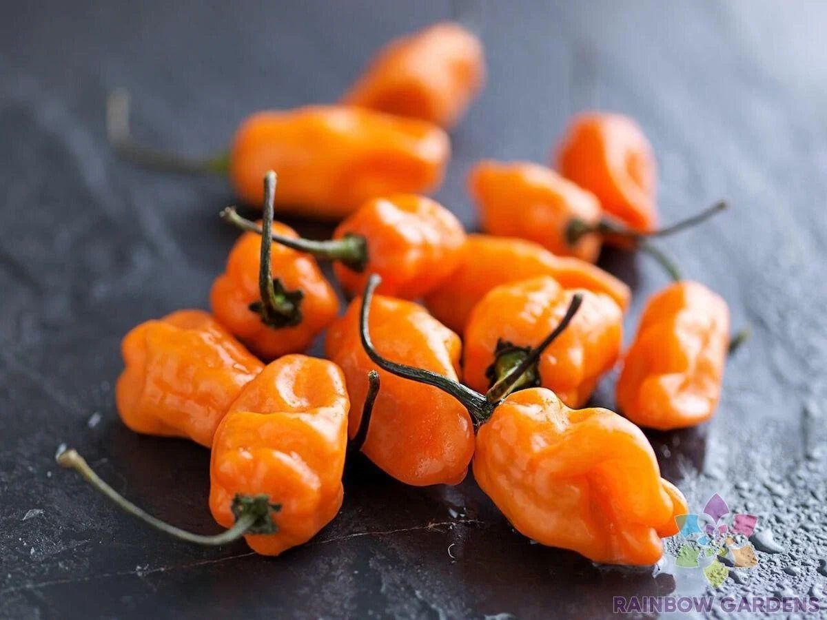 TigerPaw Habanero Hot Pepper Seeds – 25+ Non-GMO Capsicum chinense for Garden, Pot, or Raised Bed Cultivation